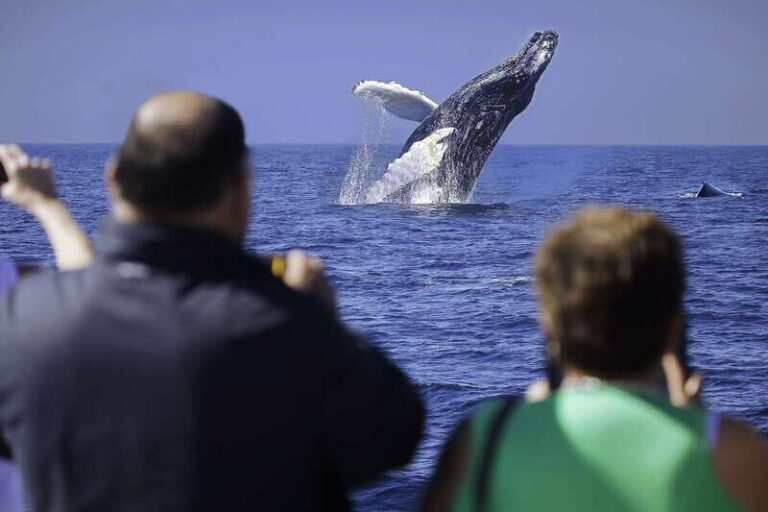 Cabo San Lucas: Whale Watching Breakfast Cruise - Analyzing the Value and Practical Aspects