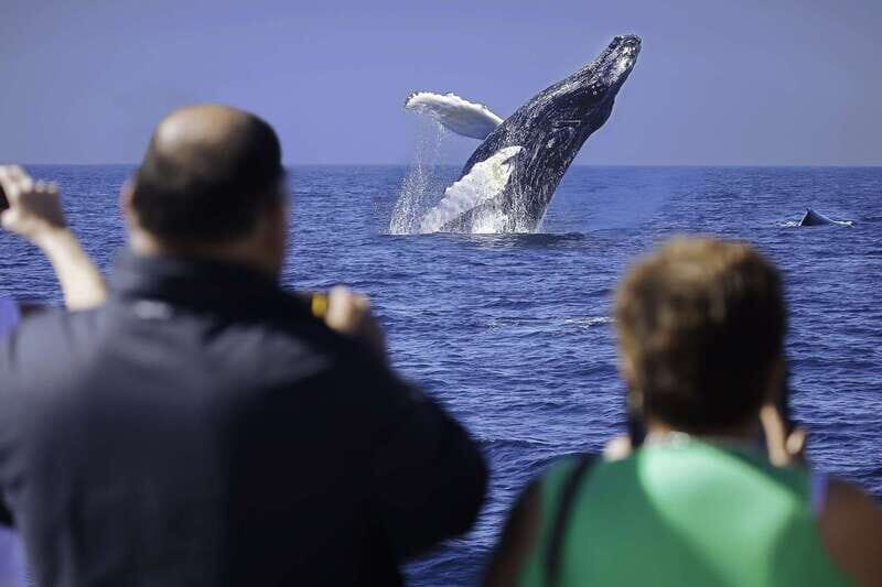 Cabo San Lucas: Whale Watching Breakfast Cruise - Analyzing the Value and Practical Aspects