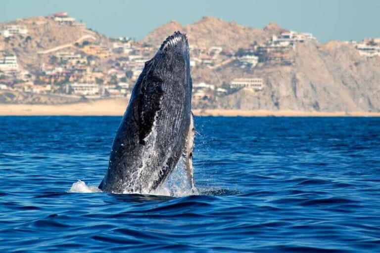 Cabo San Lucas: Whale Watching Catamaran Experience - What the Reviews Say
