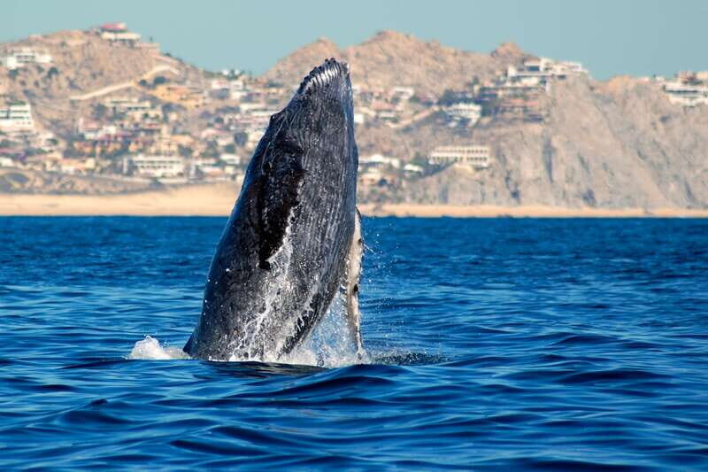 Cabo San Lucas: Whale Watching Catamaran Experience - What the Reviews Say