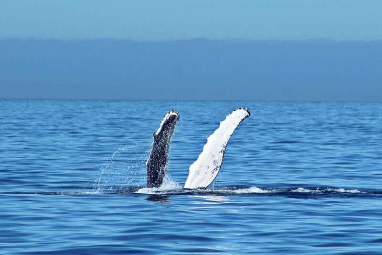 Cabo San Lucas: Whale Watching Experience on Catamaran - The Itinerary