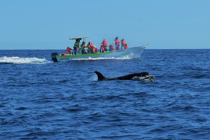 Cabo San Lucas Whale Watching Tour with Photos Included - The Photos and Second Tour Guarantee