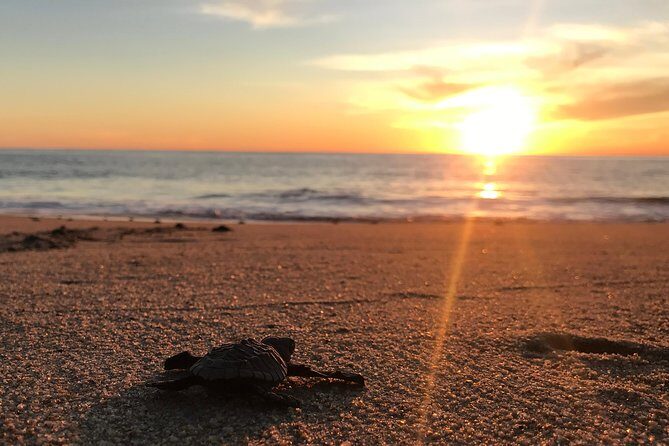 Cabo Turtle Release - Final Words: Is It Worth Your Time in Cabo?