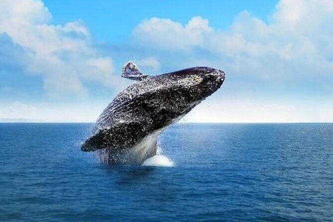 Cabo Whale Watching Tour: 2 Hours at Arch & Lovers Beach - Factors That Shape the Experience