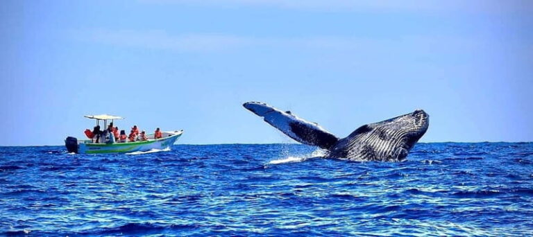 Cabo: Whale-Whatching Boat Trip w/ All-Women Crew and Photos - Who Will Love This Tour?