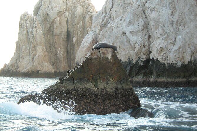 Cabo's Premier Catamaran Snorkeling: Explore the Waters! - The Value Proposition