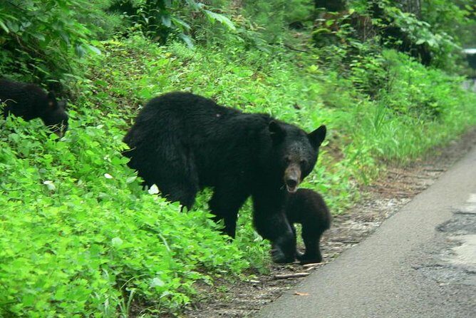 Cades Cove Sightseeing Bus Tour from Pigeon Forge - What Travelers Are Saying