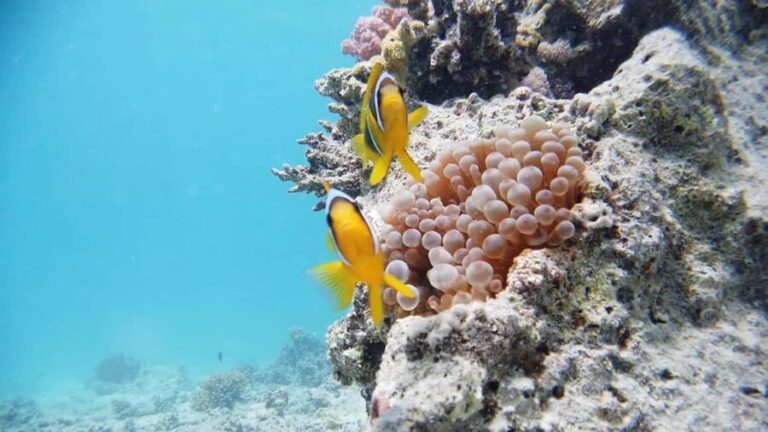 Cairo: Ain Sokhna Snorkeling cruise & optional transfer - FAQs
