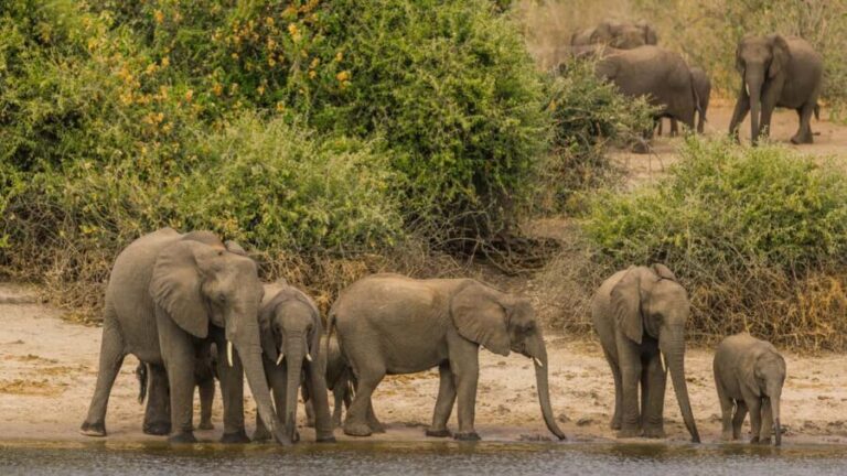 Cairo: Guided Day Trip to Africa Safari Park with Lunch - Insights from Real Travelers