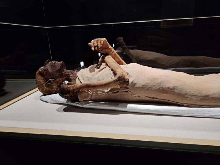 Cairo: National Museum of Egyptian Civilization Entry Ticket - Why Visit the NMEC?
