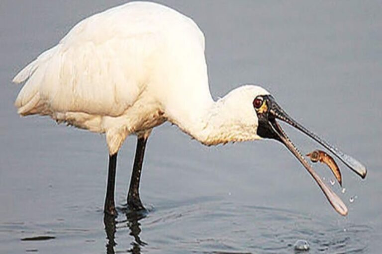 Cairo: Wadi El Ryan, El Fayoum Oasis & Bird Watching Tour - What the Reviews Reveal