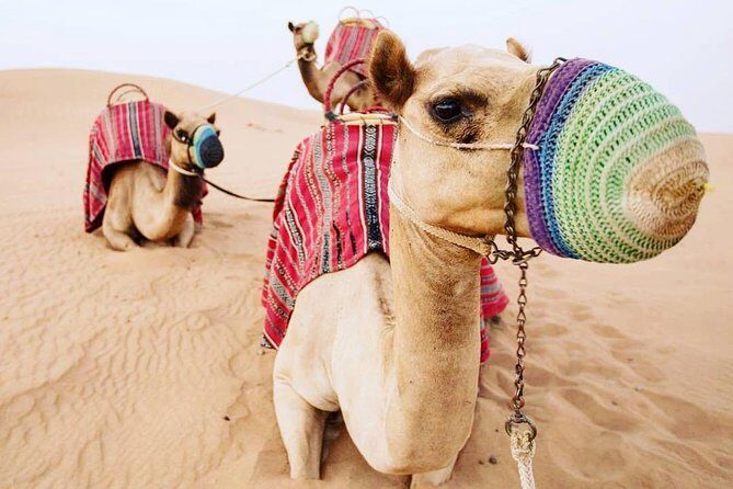 Camel Farm Visit - Dubai UAE - FAQ