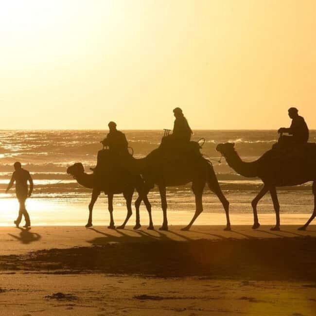 Camel Ride in Essaouira - The Practical Side: What You Need to Know