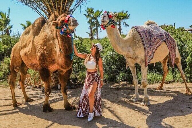 Camel Ride, UTV, and The Arch Tour with Lunch & Tequila Tasting! - Authentic Experiences and Traveler Perspectives