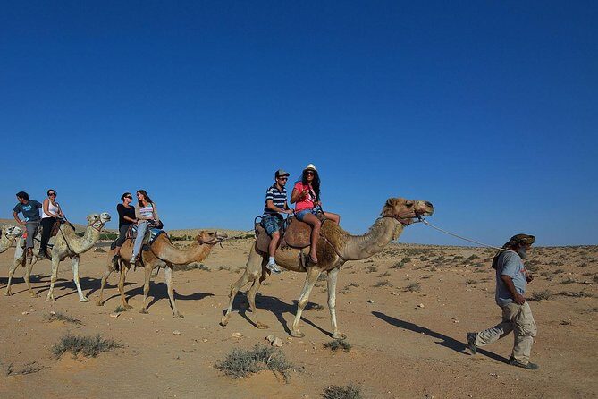 Camel ride - Meeting the Camels and Learning the Ropes