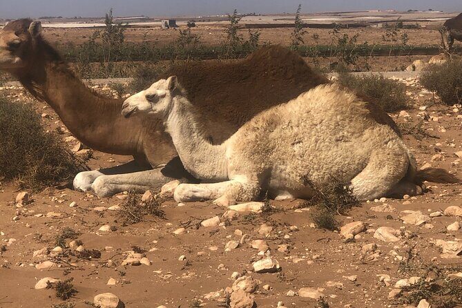 Camel Riding Agadir - The Variations in the Tour Experience