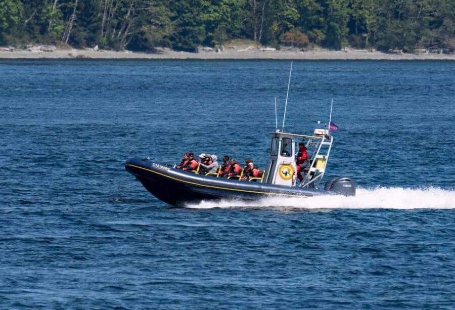 Campbell River: 4 Hour Whale & Wildlife Zodiac Boat Tour - Is It Worth the Price?