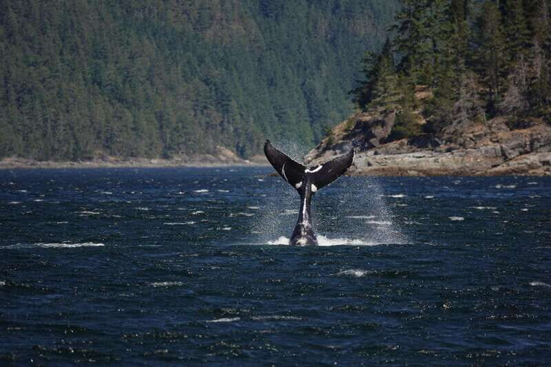 Campbell River: 6-Hour Whale Watching Boat Tour - Who Will Love This Tour?
