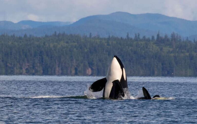 Campbell River: 6 Hour Zodiac Whale Watching Tour w/ Lunch - Who Should Consider This Tour?