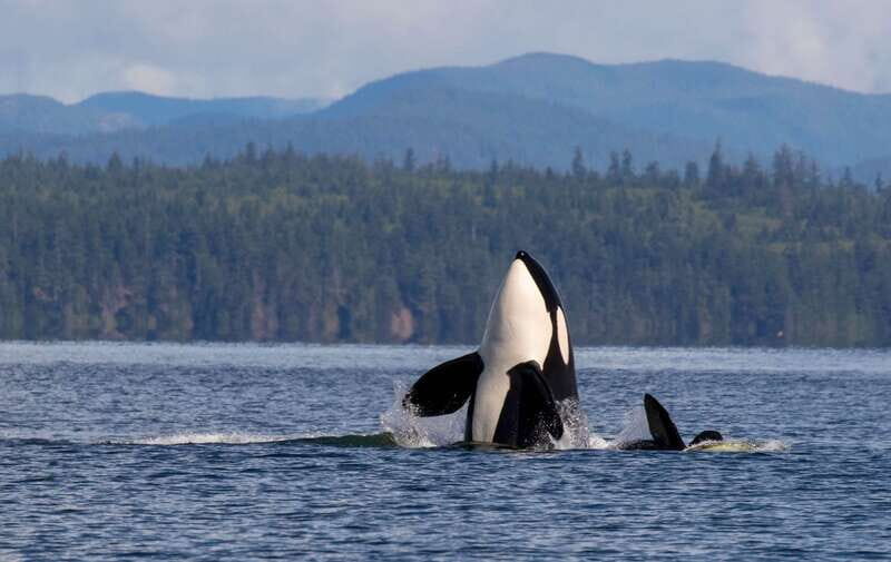 Campbell River: 6 Hour Zodiac Whale Watching Tour w/ Lunch - Who Should Consider This Tour?