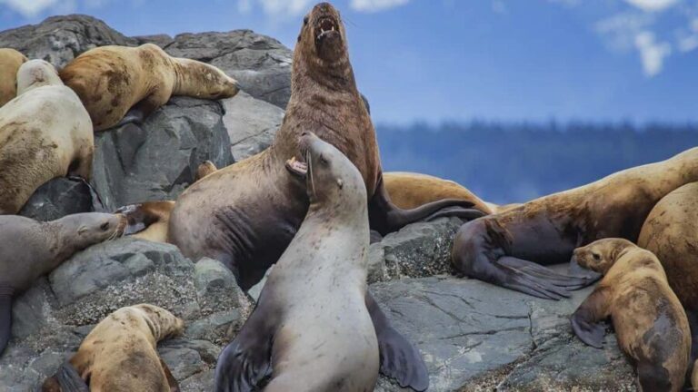 Campbell River: 7-Hour Big Animal Encounter Boat Tour - What Makes This Tour Special?
