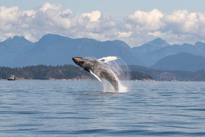 Campbell River, BC: 6 Hour Whale Watching Tour w/ Lunch Included - Who Is This Tour Best For?