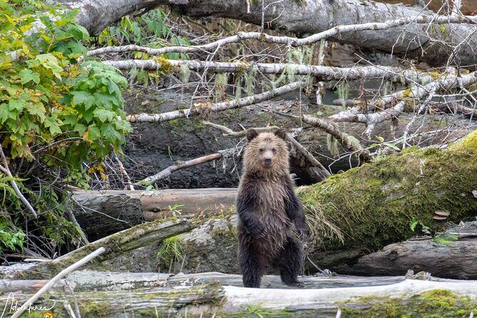 Campbell River, BC: Full Day Grizzly Bear Tour in Toba Inlet - FAQ
