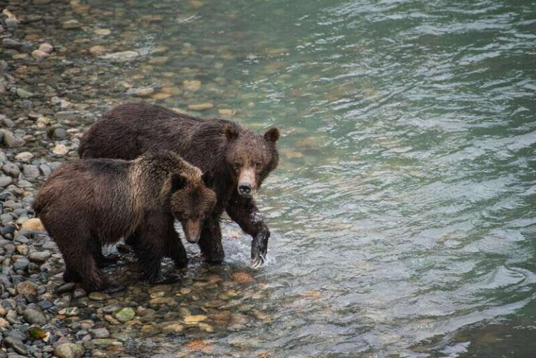 Campbell River: Bute Inlet Grizzly-Watching Tour & Boat Ride - Wildlife Viewing at Orford River