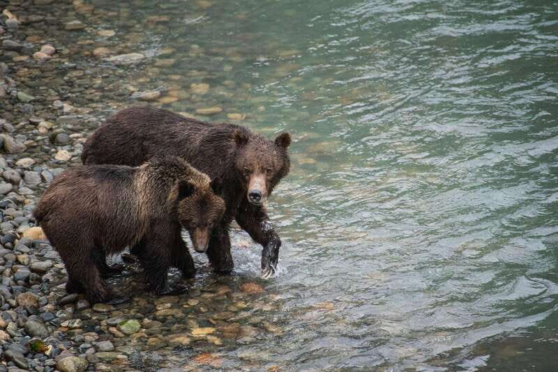 Campbell River: Bute Inlet Grizzly-Watching Tour & Boat Ride - Wildlife Viewing at Orford River