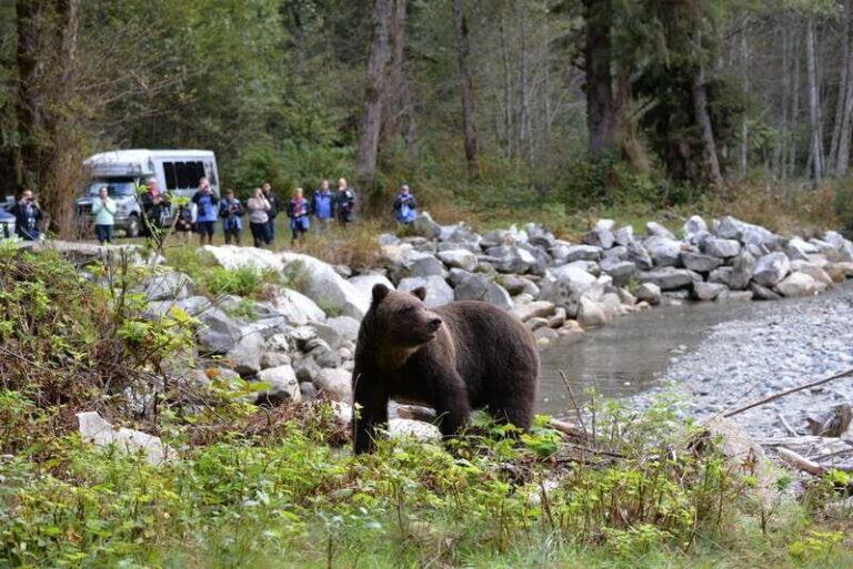 Campbell River: Deluxe Grizzlies & Indigenous Culture tour - Who Will Love This Tour?