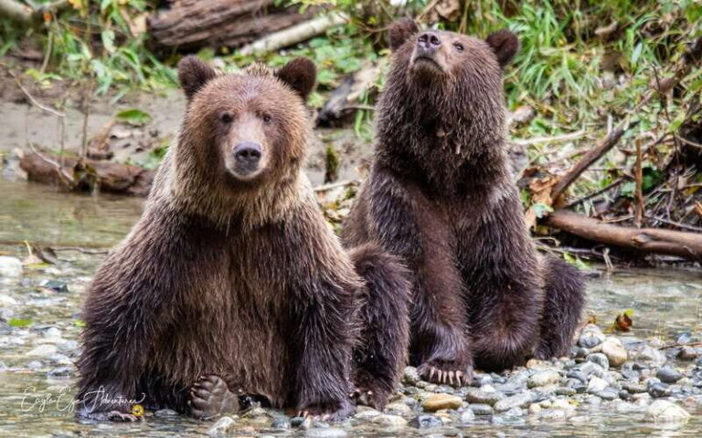 Campbell River: Full-Day Grizzly Bear Tour With Lunch - What You Can Expect at Each Stage