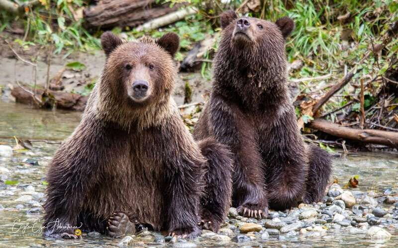 Campbell River: Full-Day Grizzly Bear Tour With Lunch - What You Can Expect at Each Stage
