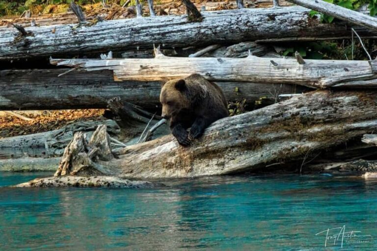 Campbell River: Grizzly Bear Expedition with Lunch - FAQ