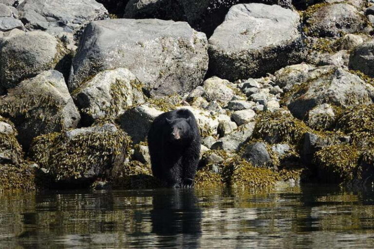 Campbell River: Spring Bear Watching & Waterfalls Boat Tour - How This Tour Delivers Value