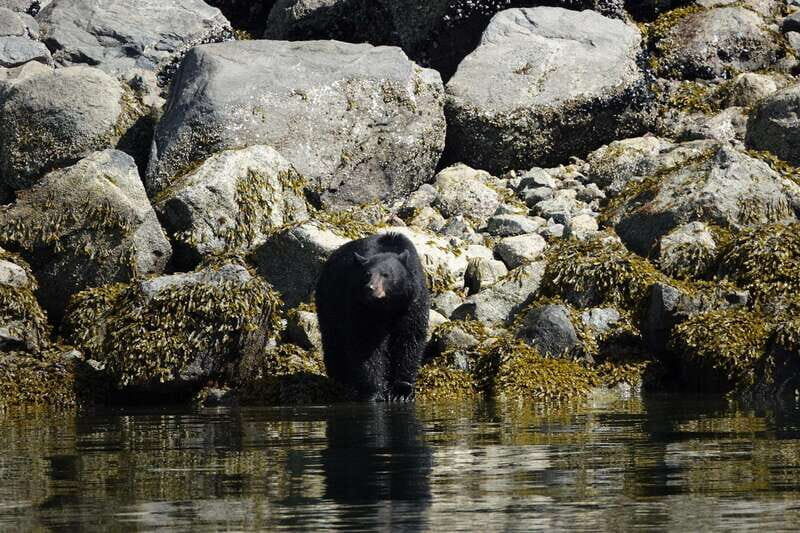 Campbell River: Spring Bear Watching & Waterfalls Boat Tour - How This Tour Delivers Value