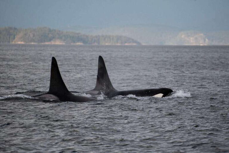 Campbell River: Whale Watching and Wildlife Viewing Day Tour - The Experience for Different Travelers