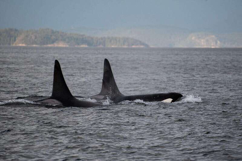 Campbell River: Whale Watching and Wildlife Viewing Day Tour - The Experience for Different Travelers