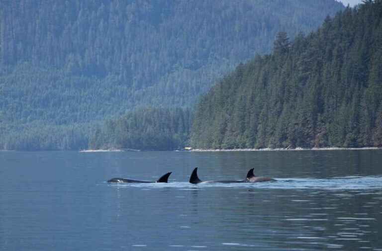 Campbell River: Whale Watching Cruise with Lunch - Who’s This Tour Best For?