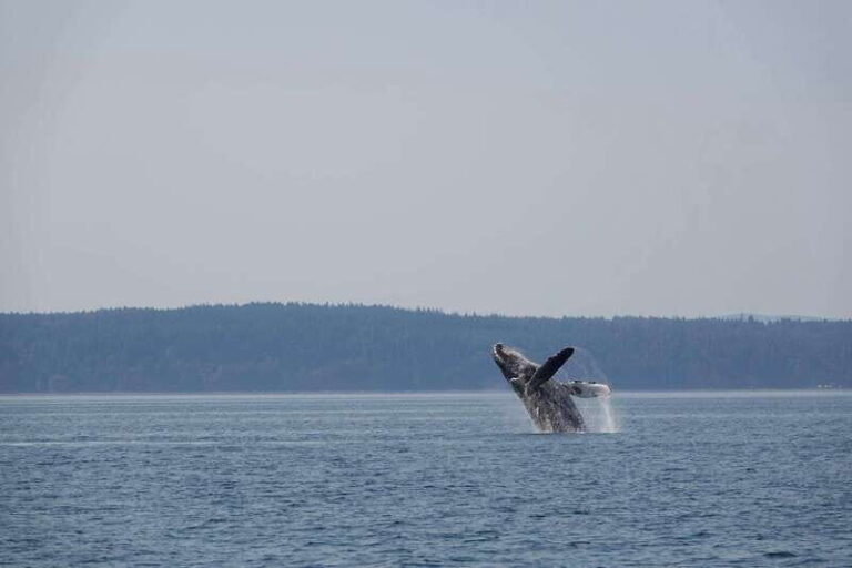 Campbell River: Whale & Wildlife Discovery Cruise - The Sum Up: Who Should Consider This Tour?