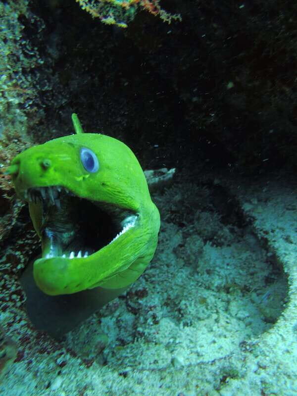 Cancun: 2 Reef Dives at Punta Cancun for Certified Divers - Why Choose This Tour?