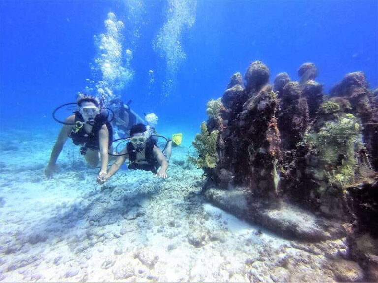 Cancun: 2-Tank Dive for Beginners with MUSA and Reef Dive - The Practicalities: What’s Included and What to Consider