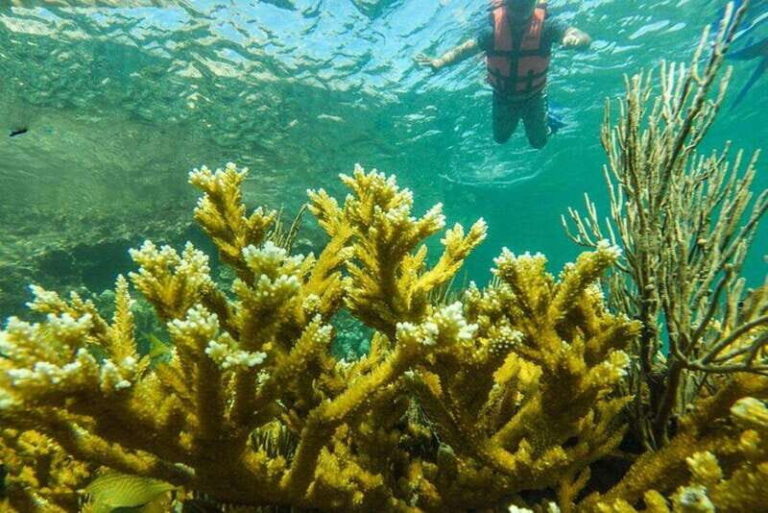 Cancun: Cancun Cenote Tour & Snorkeling - Who Will Love This Tour?
