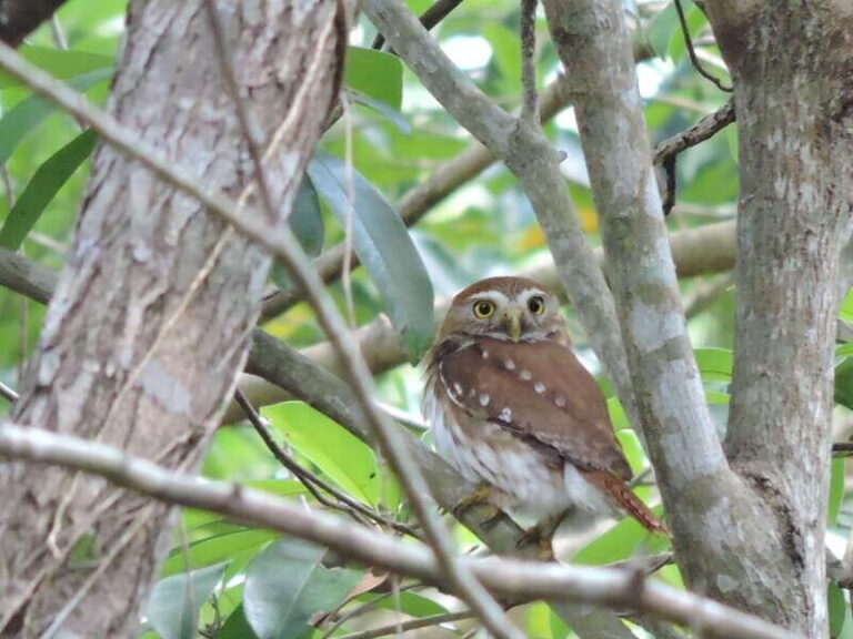 Cancún: Guided Birdwatching Hike - Who Will Love This Tour?