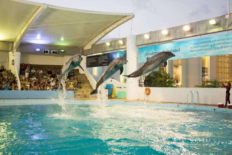 Cancún Interactive Aquarium Admission + Dolphin Presentation - Practical Details and Tips