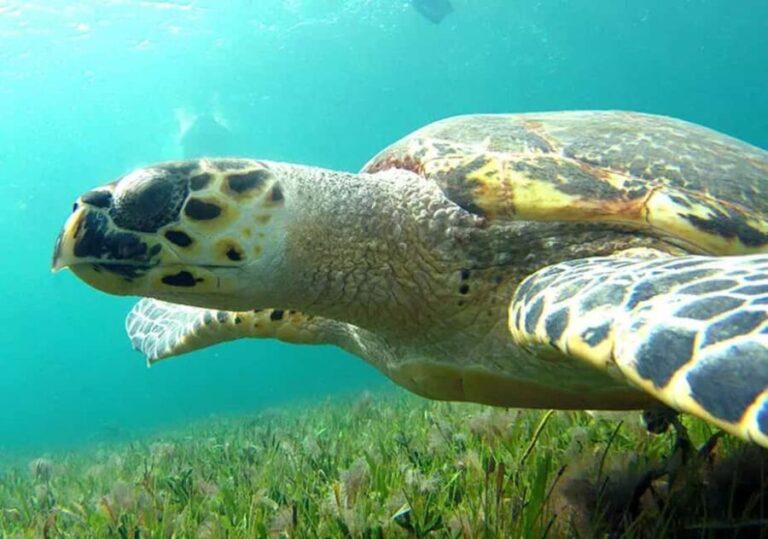Cancun: Jungle Speedboat & Snorkeling Adventure - The Bottom Line