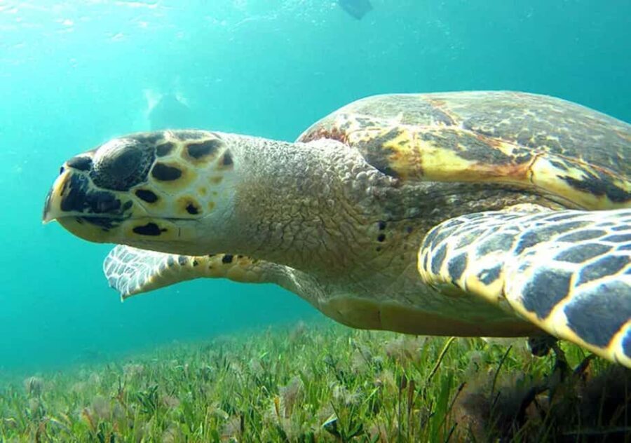 Cancun: Jungle Speedboat & Snorkeling Adventure - The Bottom Line