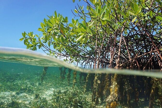 Cancun Jungle Tour, Wild Lagoon Experience! Couples - Snorkeling in Laguna Nichupté and Marine Parks