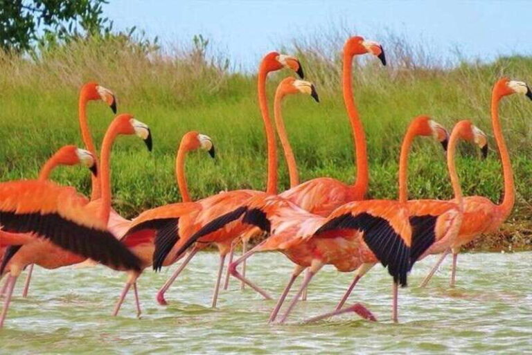 Cancun: Las Coloradas and Río Lagartos Private Tour - Why This Tour Works for You