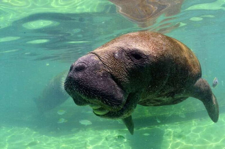 Cancún: Manatee Encounter on Isla Mujeres with Buffet Lunch - Transport and Timing