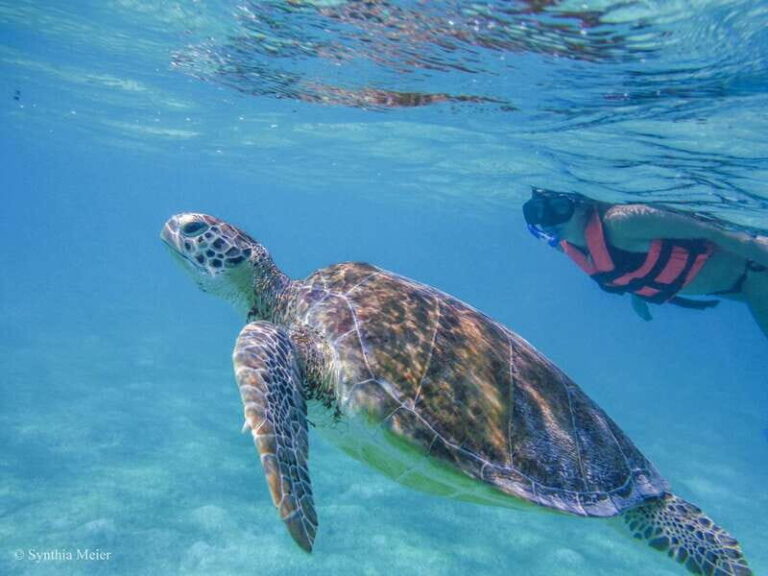 Cancun: Marine Turtle Observation in Akumal - The Itinerary: A Closer Look